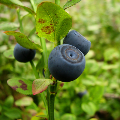 Heko Food Organic bilberries | Organska šumska borovnica 250g